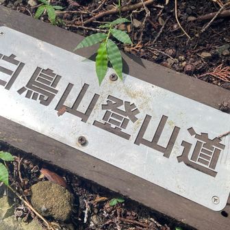 シャキン✨