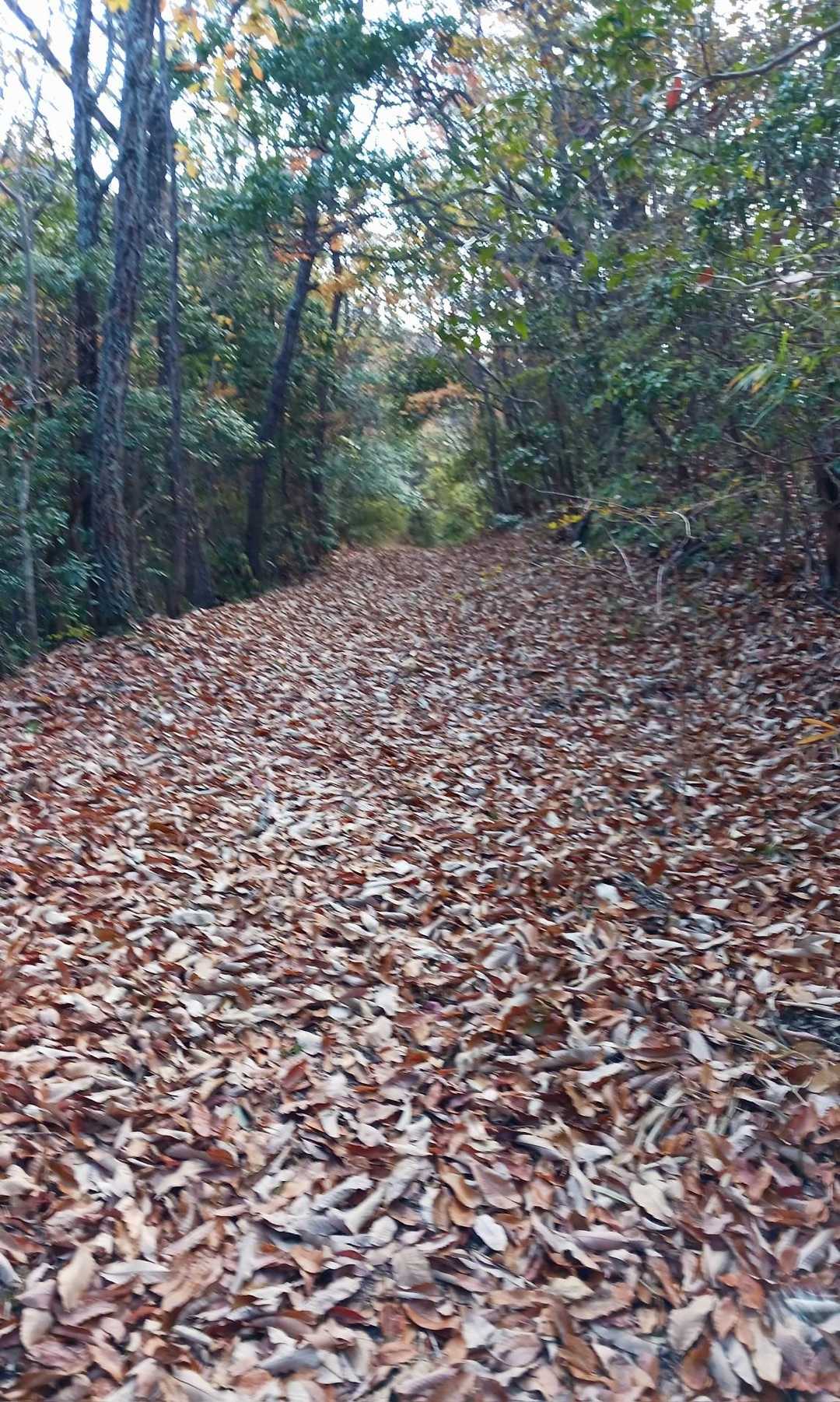 カサコソ🍂
どんぐりの実をつける木の落葉が殆どでした