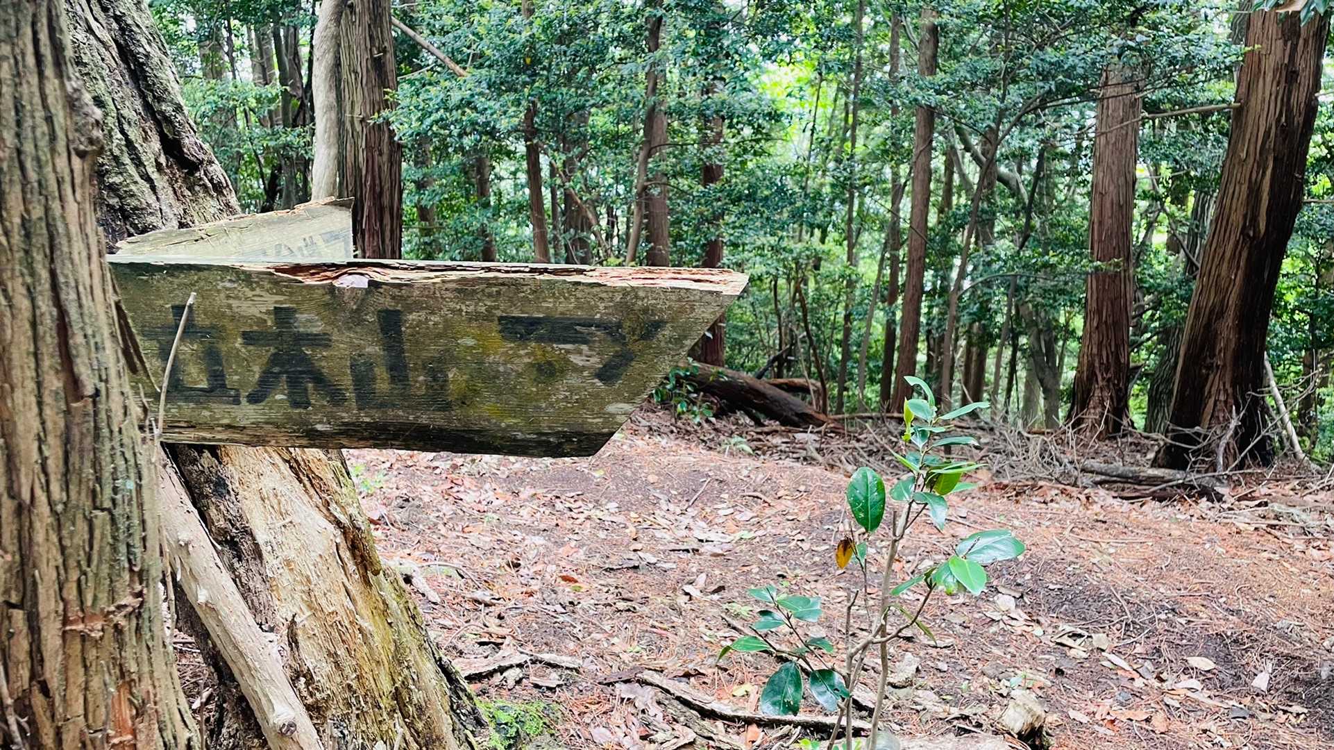 立木山▶️