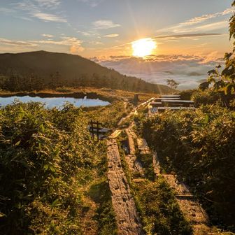 小屋の前の雨に濡れた木道が朝日を浴びてきらきら光っています！絶景！