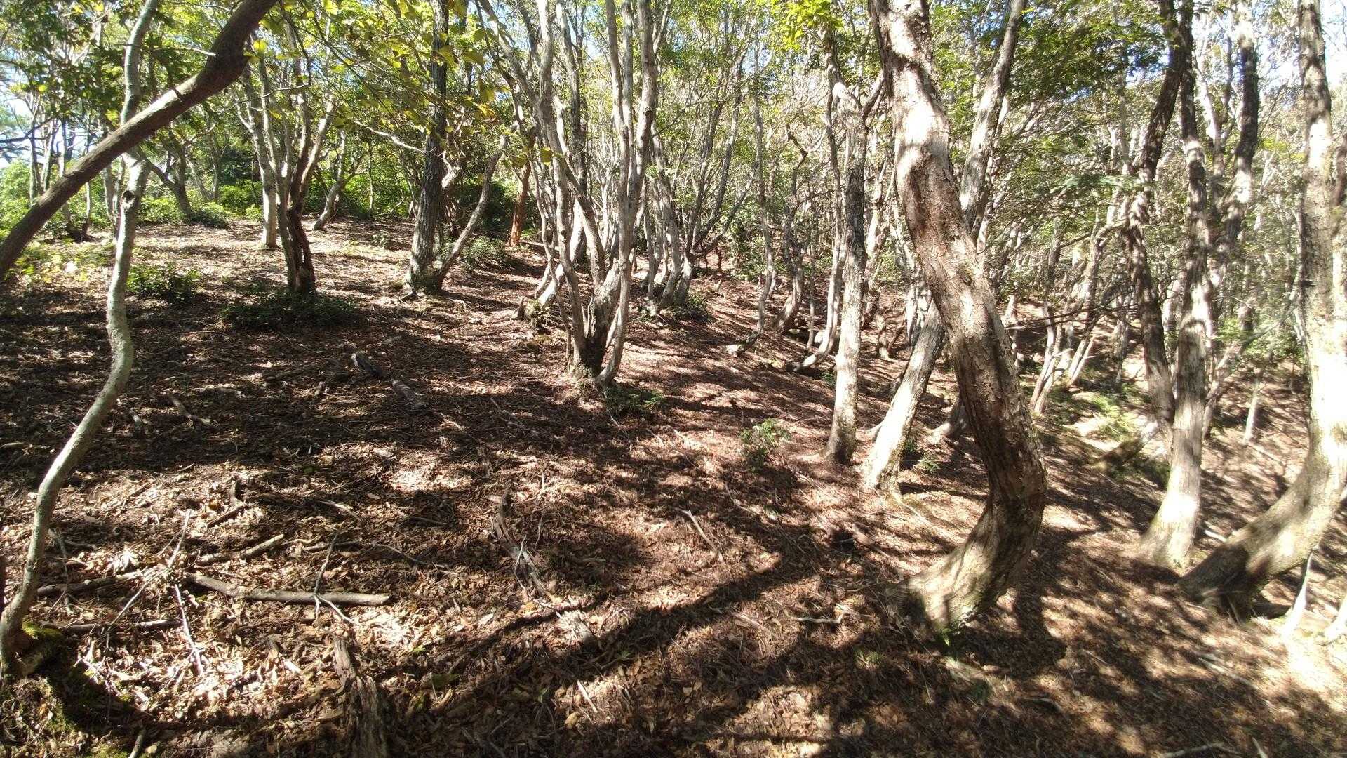 この辺り明るいけど広すぎて油断すると直ぐにルートを見失う