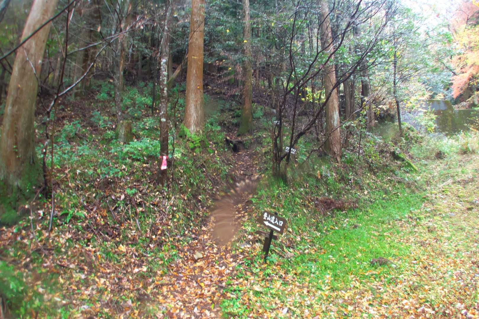 ここから山に入ります。