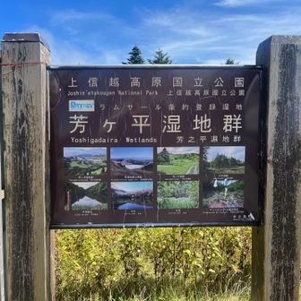 次は
芳ヶ平湿原を目指します♪