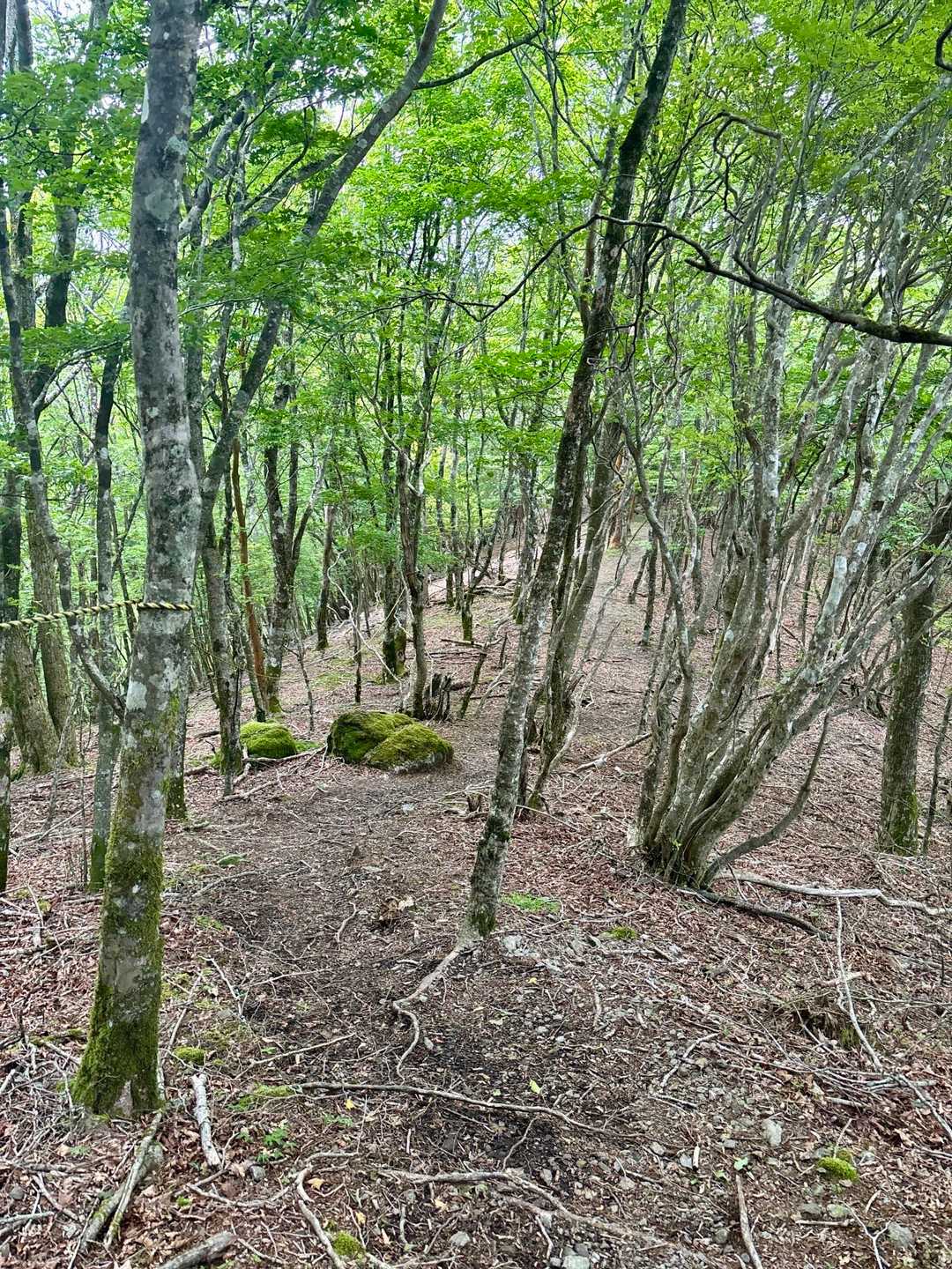 高丸山登山口-三つ尾の峠-高丸山-旗立山-赤石丸 周回コースの写真