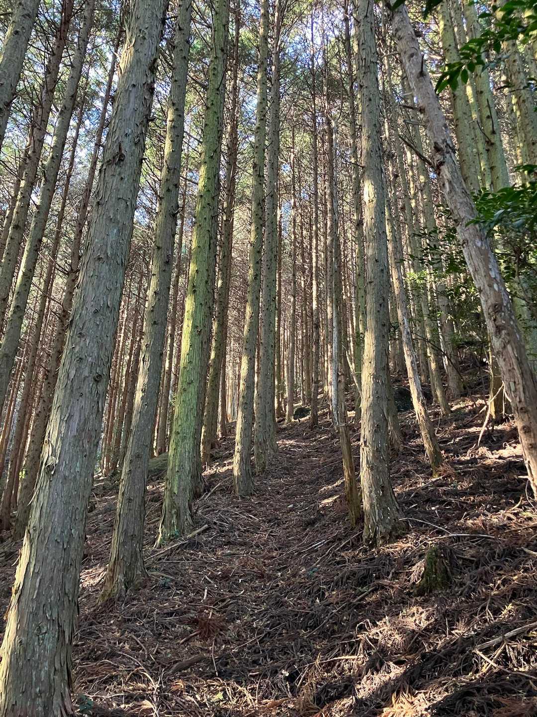短い笹薮を抜けたら植林帯