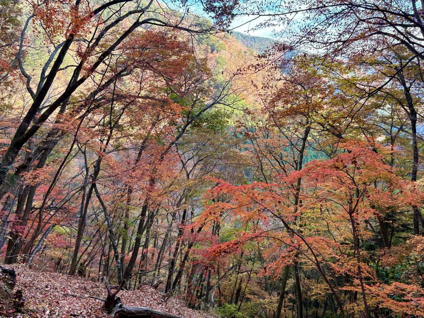 グラデーションが綺麗😍