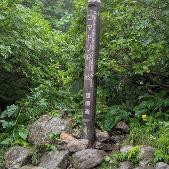 コマドリ沢分岐