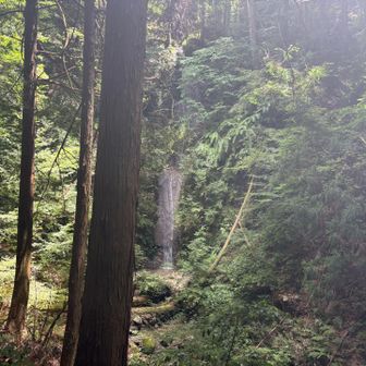 腰折滝
水量多め？
