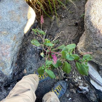 天柱岩のてっぺんにヨウシュヤマゴボウ
ズボンは炭で、汚れまくり😅