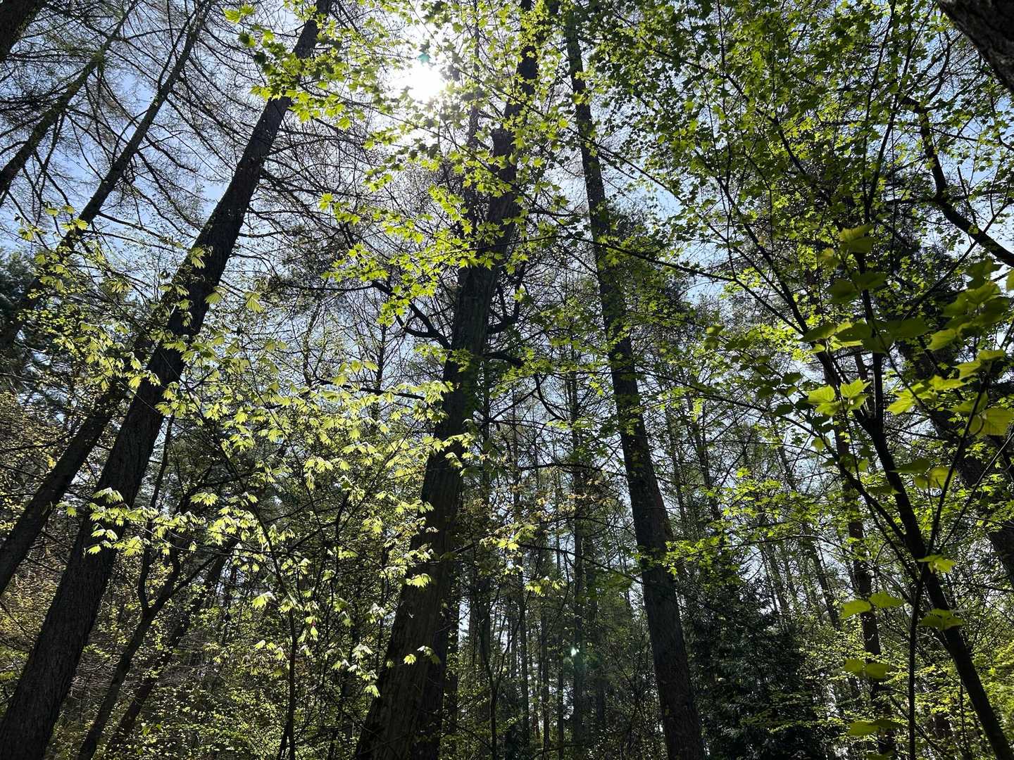 3日前に来たばかりなのに、木々が青々としてきました✨🌱