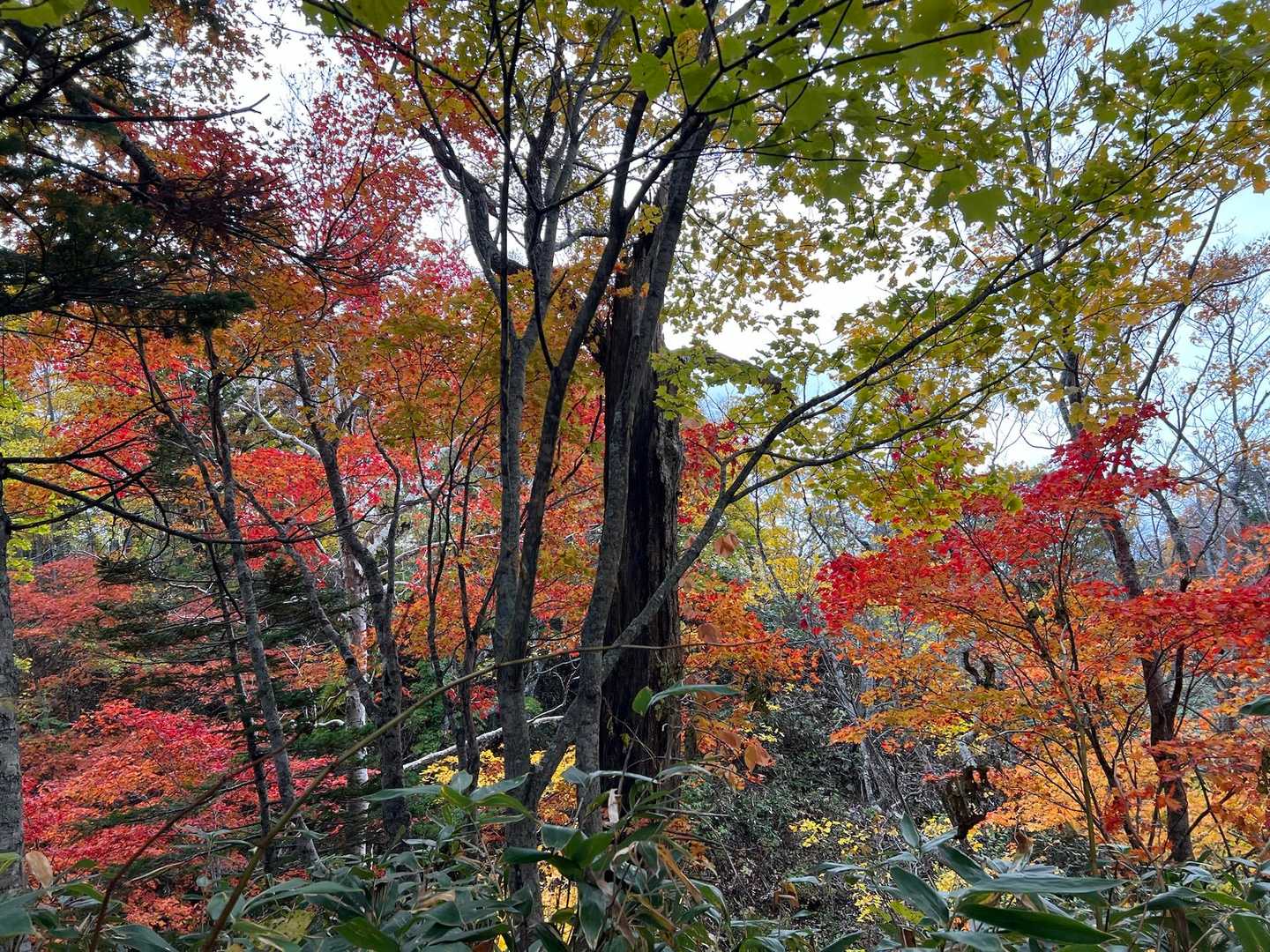 紅葉きれいです🍁

二人は下りが苦手なのでBコースから登ってCコースで下山します。