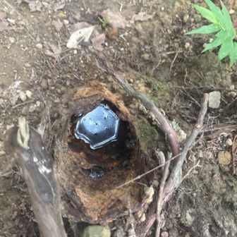 木の中に掘れた穴に水が溜まって不思議な光景でした。