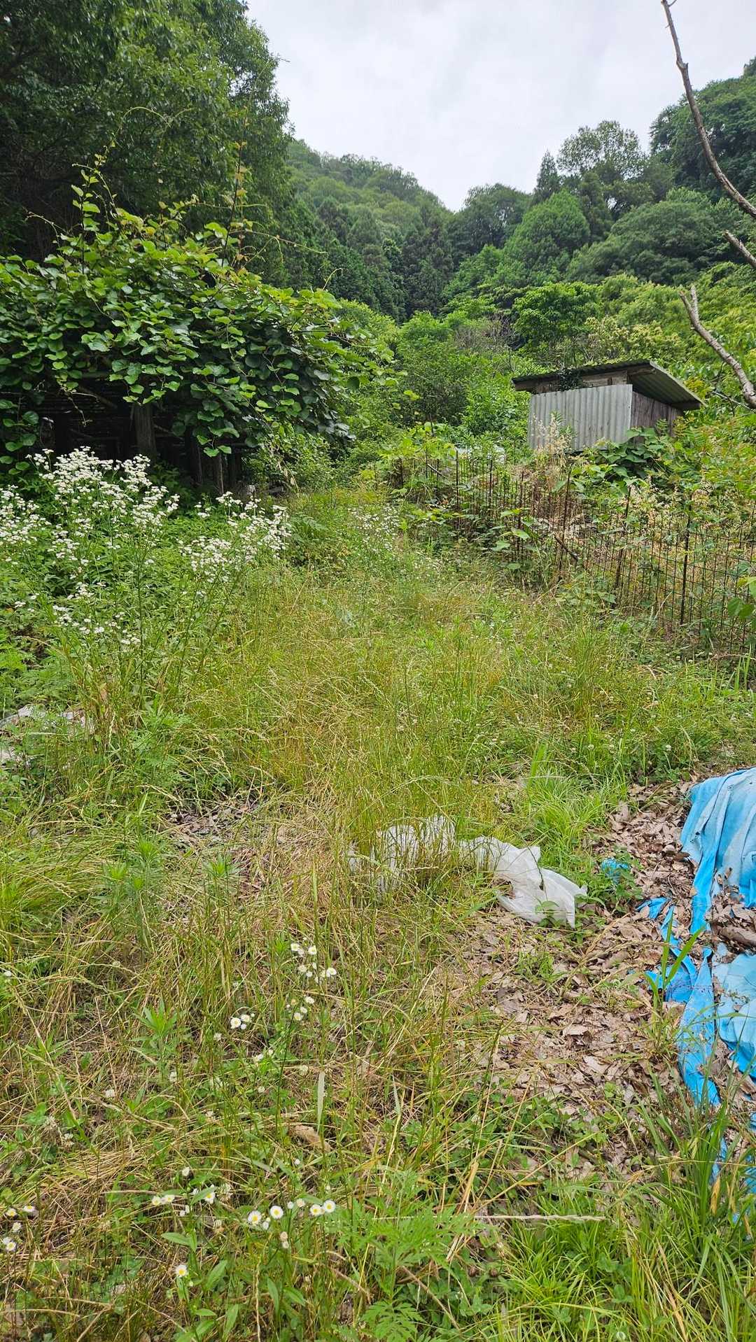 此でいいんだか⁉️
此の辺りには、登山道の案内無しで、少し不安😭💔