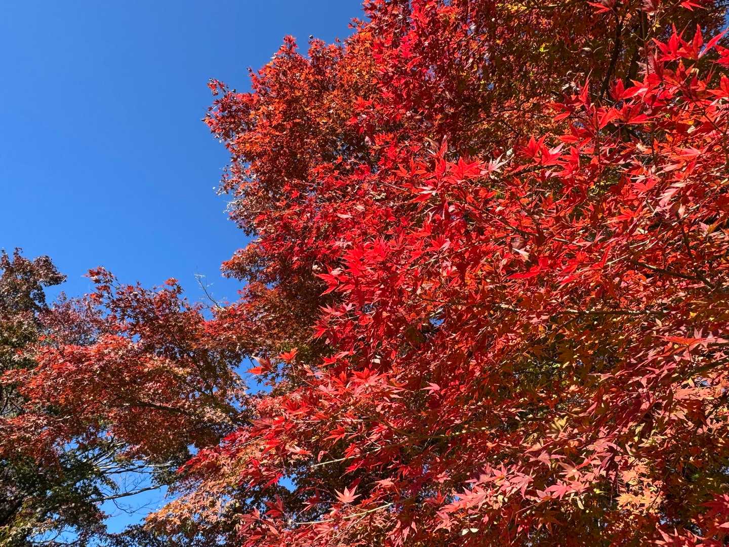 山頂の🍁