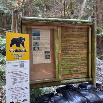 くまさんもでたらしい🐻くま鈴もスプレーも一応装備していきました