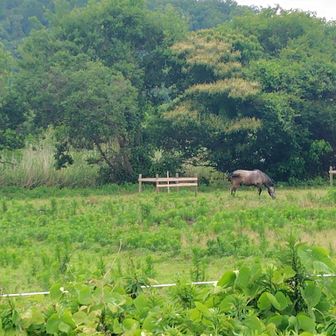 馬が放牧されとります(⁠*⁠´⁠ω⁠｀⁠*⁠)