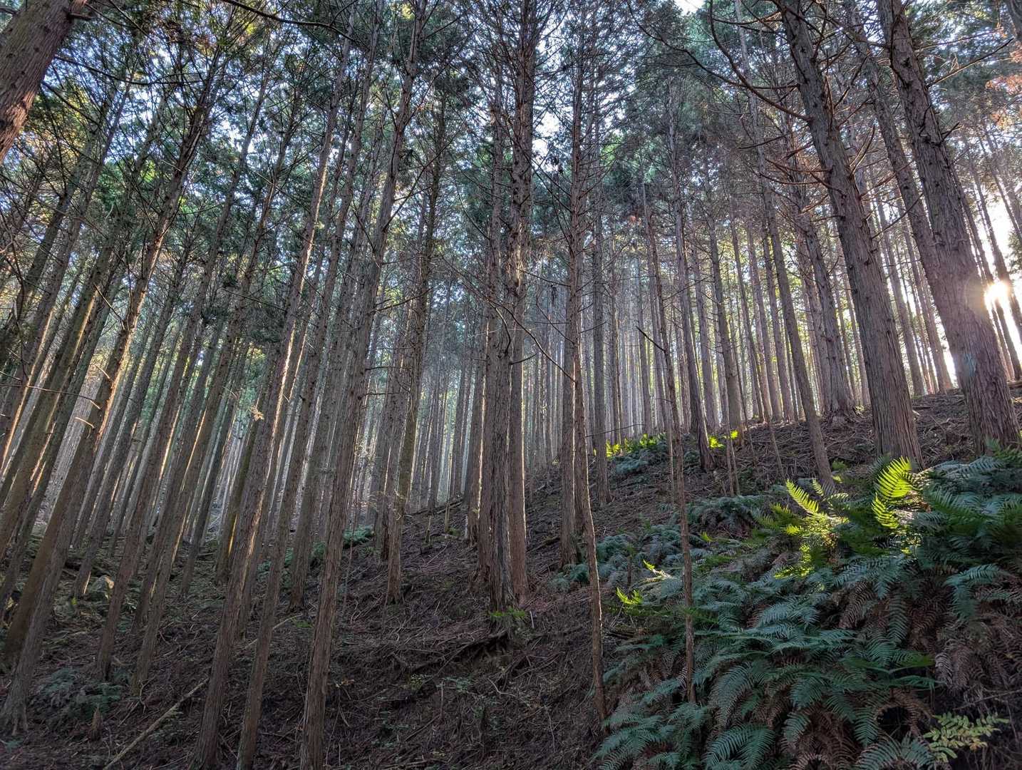 杉林