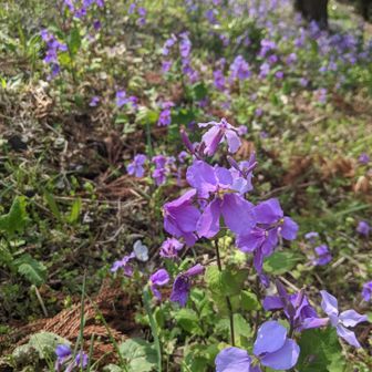 ムラサキハナナ