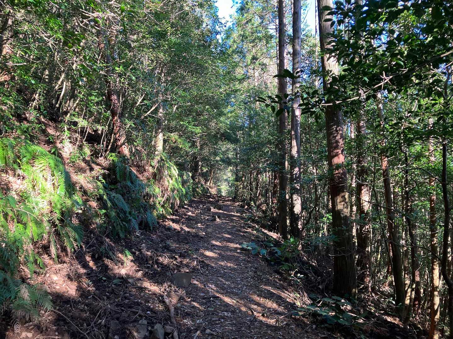 野間岳 往復コースの写真