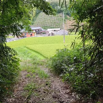 下りてきた