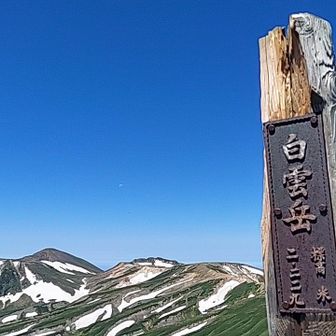 ゼブラに会いたくて、走ってきました