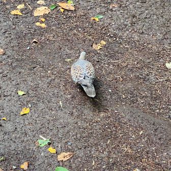 鳩🐦
この鳩って、山に居るキジ鳩なんだけど、上高地に行くと必ずどこかで見かけるな🐦
