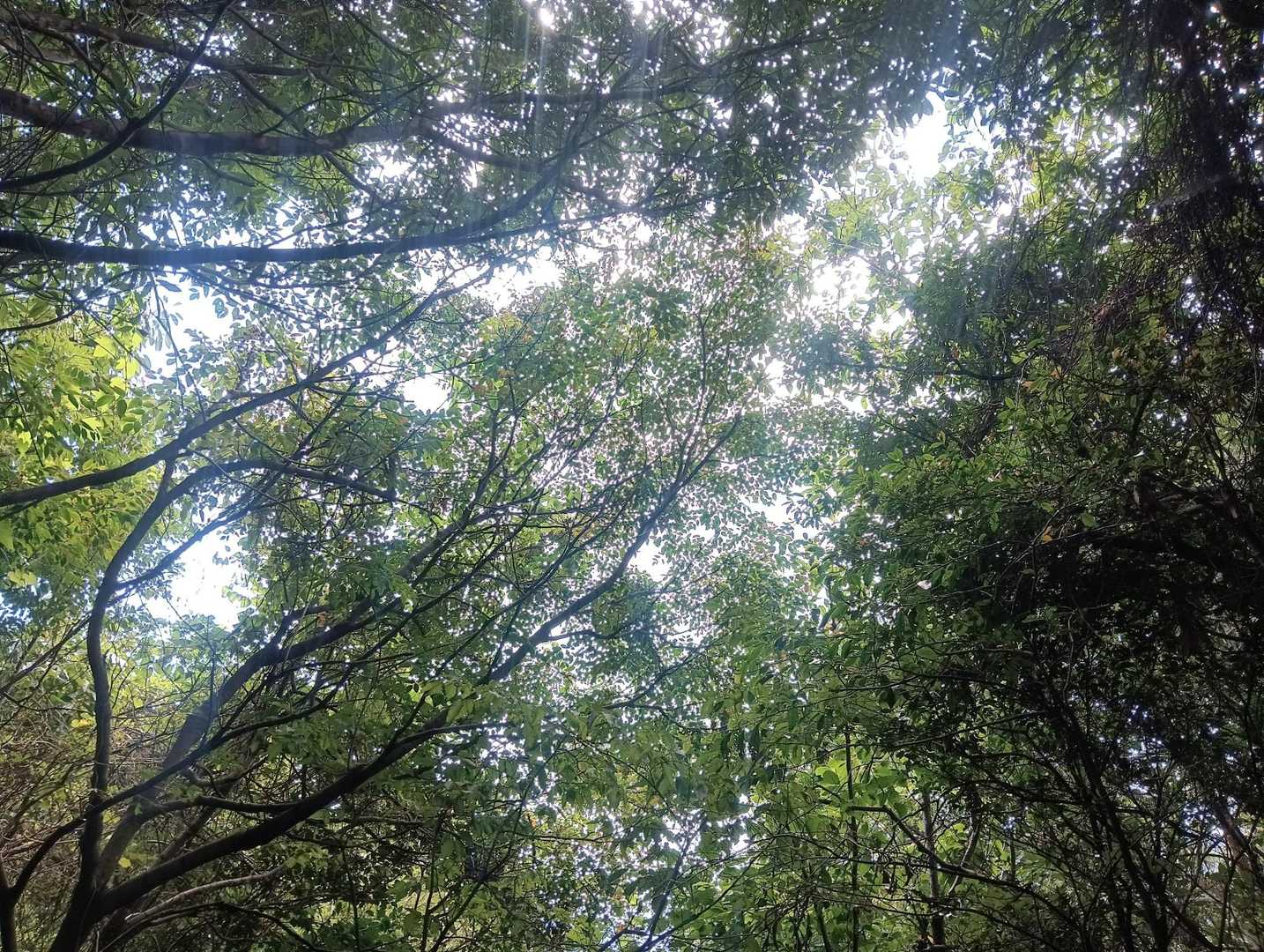野呂山レストハウス 往復コースの写真