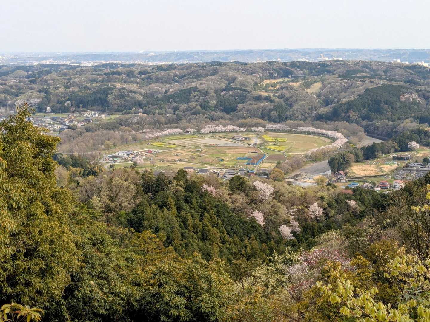 日和田山　金比羅神社⛩️二の鳥居からの眺望🫡　
巾着田の🌸桜並木を望む。
写真では分かり辛いですが、肉眼で淡いピンク色が確認出来ました😊