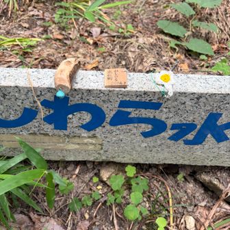 水仙郷ウォークの時に頂いた
キーホルダー。