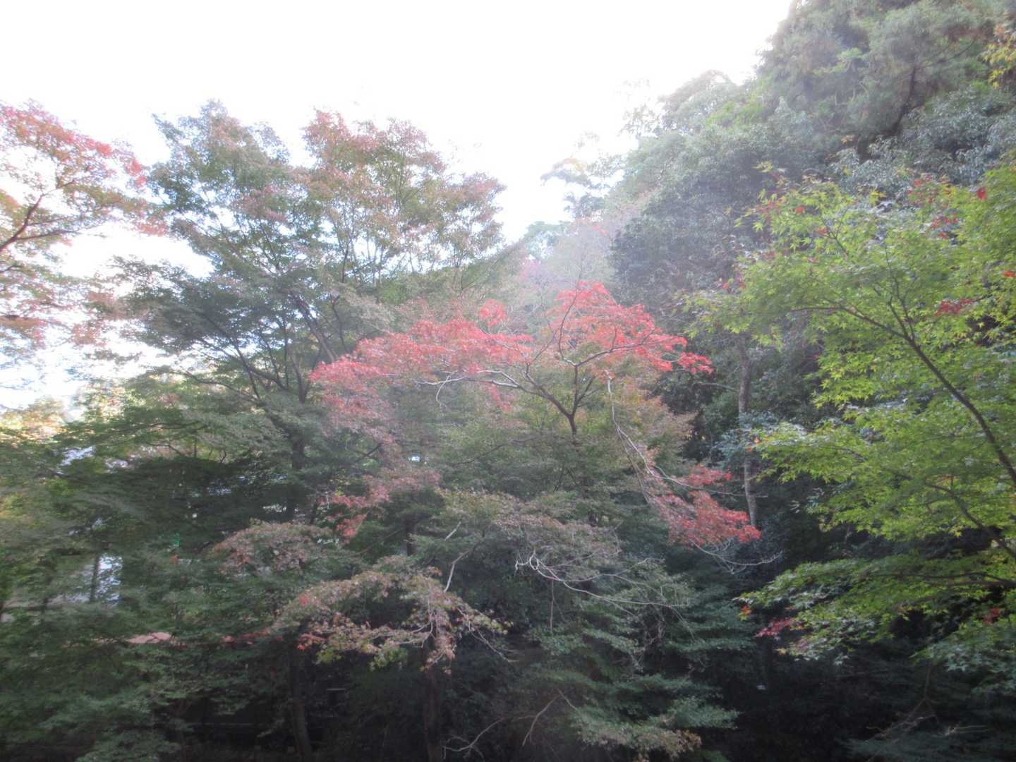 瀧安寺 周回コースの写真