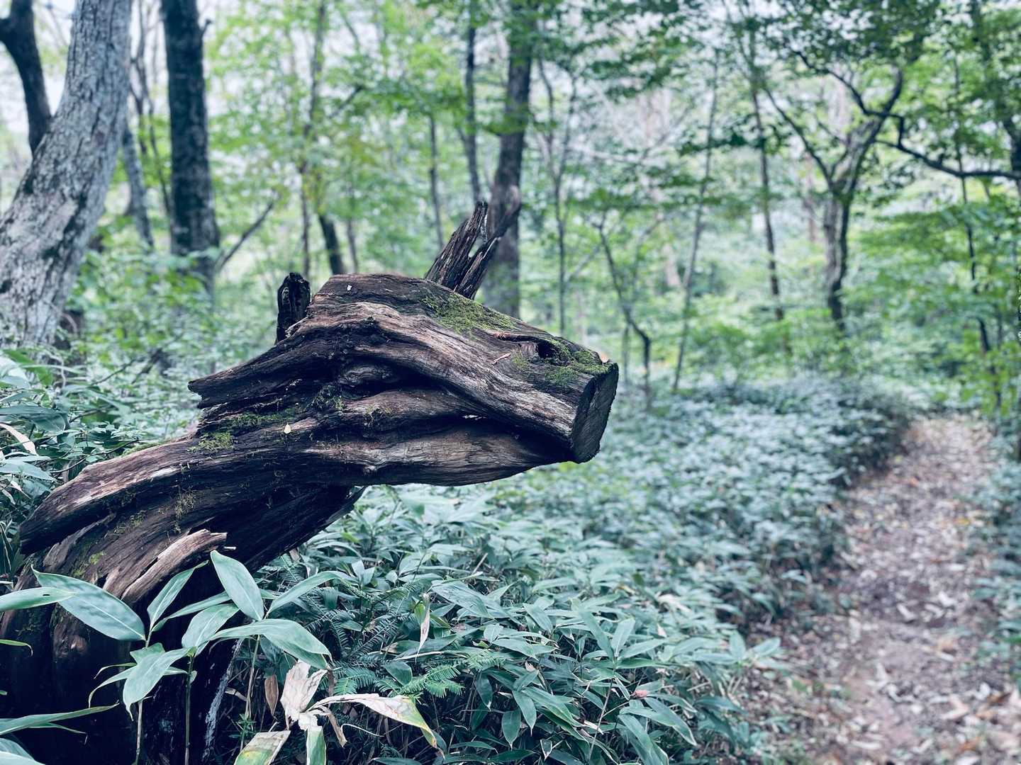 これは、臥龍山のシンボルかな🐲