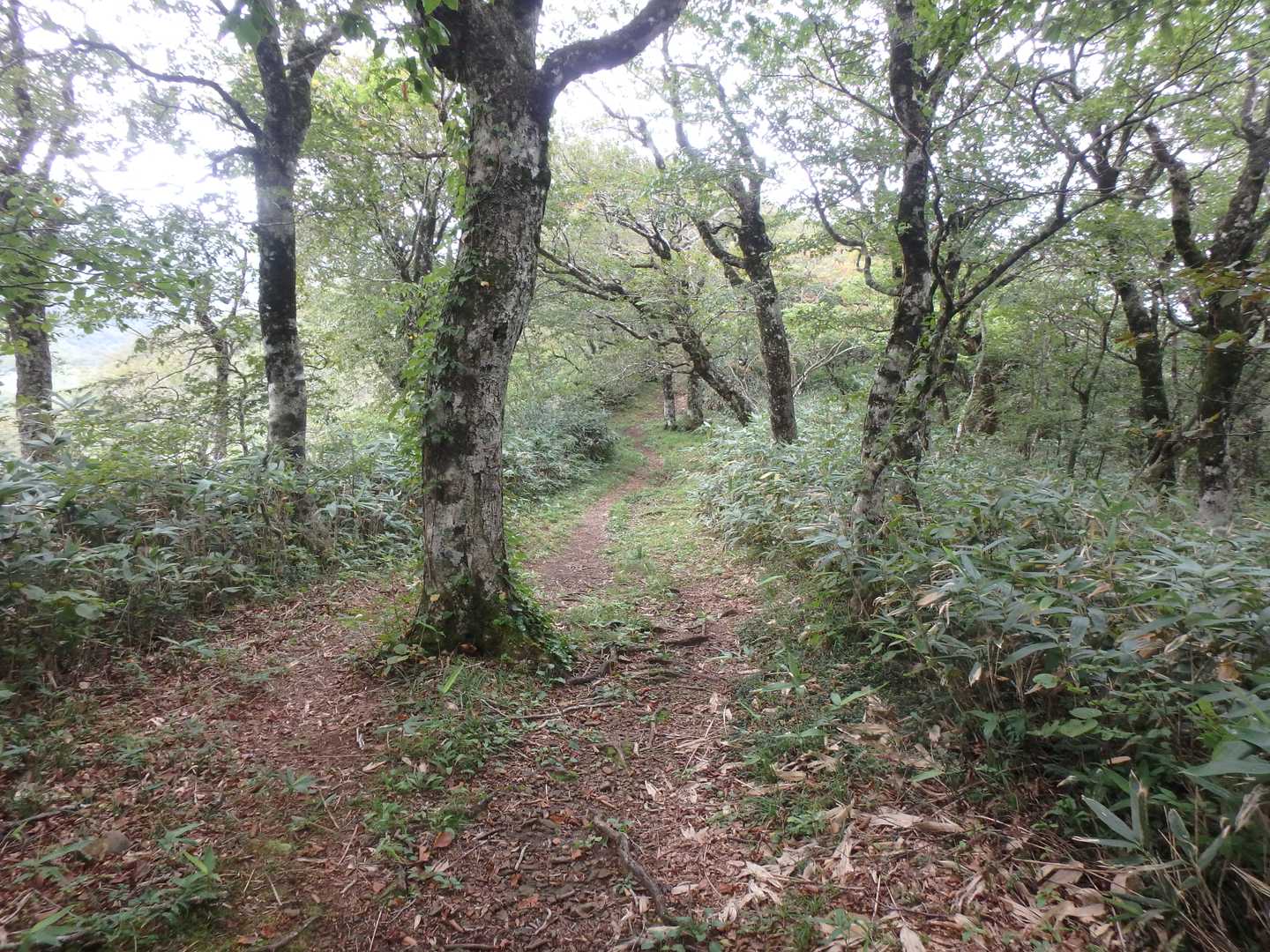 いい感じの登山道
