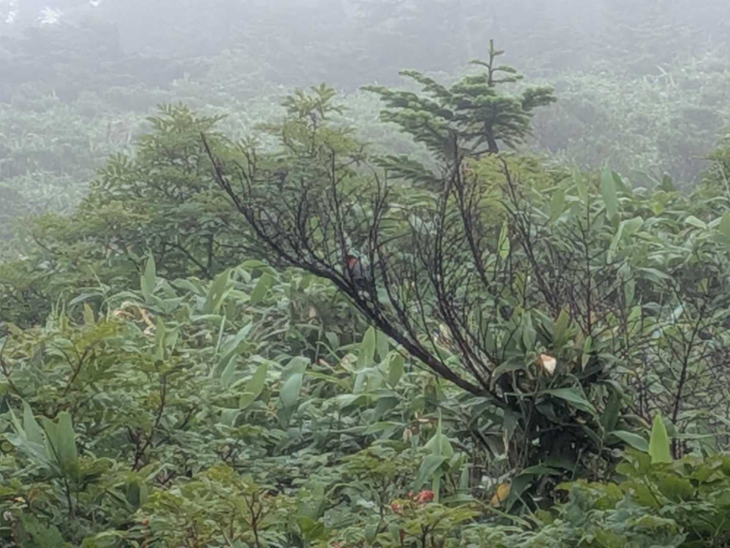 ウソが隠れてます