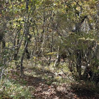 こっちは急登や岩が比較的少ない。自分のペースの歩幅で降りれる下山によいルート。