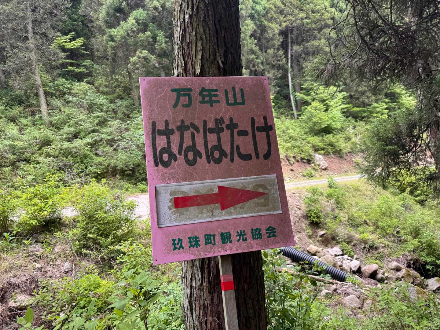 にわか「矢印の下の５分咲きって字が気になる😆」