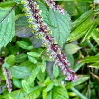 アカジソ

花言葉　善良な家風
野生のものも食べられるのだろうか？
家にもあるから大丈夫👌