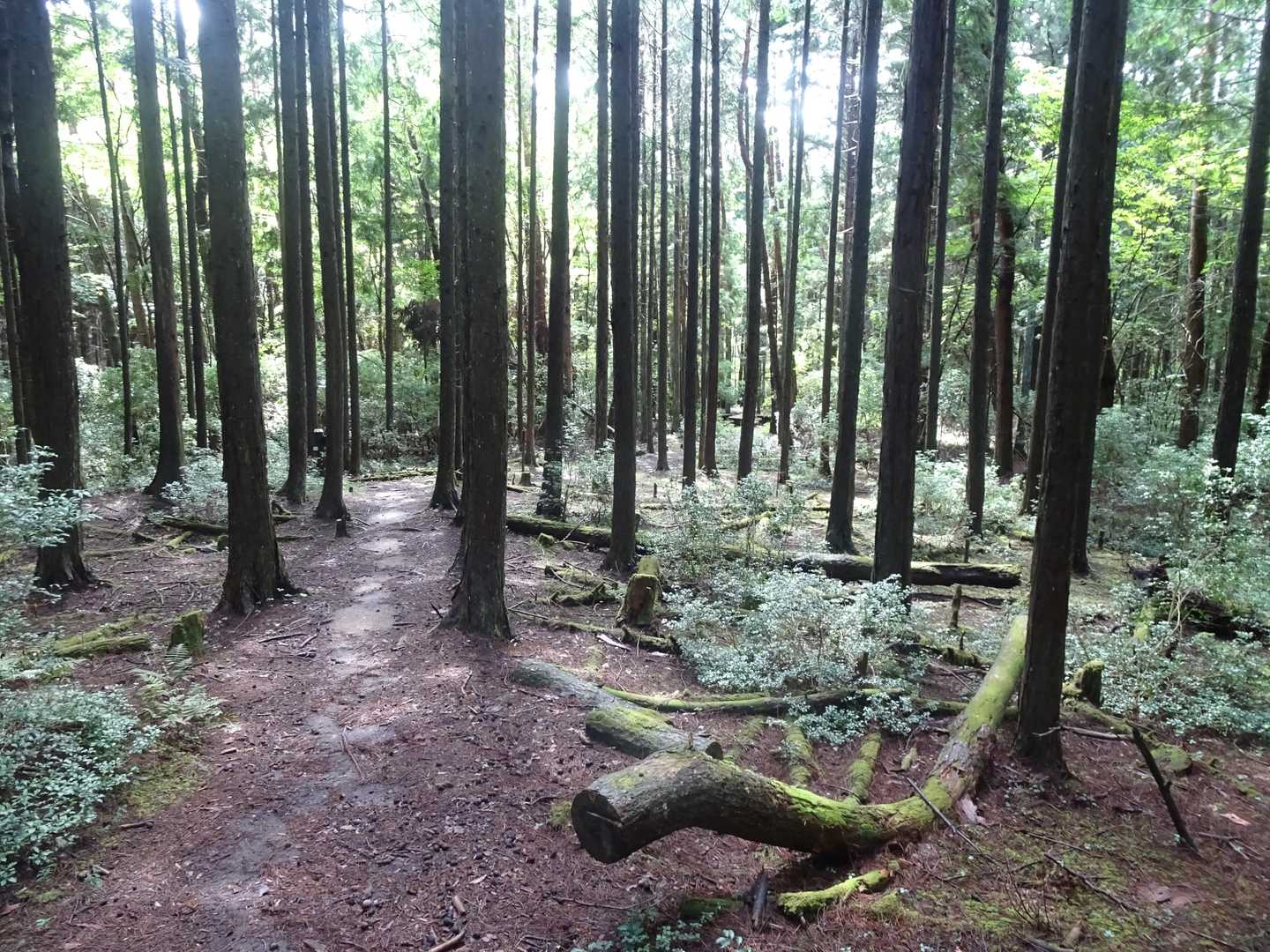 伊勢神峠-寧比曽岳 往復コースの写真