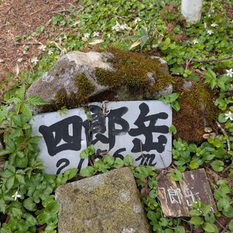ここはミツバオウレンの大群落