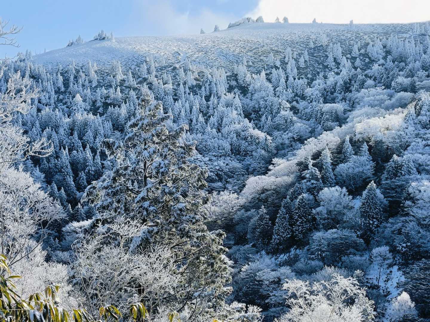 横川山方面からの富士見台
南沢山〜横川山〜富士見台🏔️は
🌲霧氷❄の素晴らしいコース✨