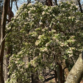 ここもアセビロード💕