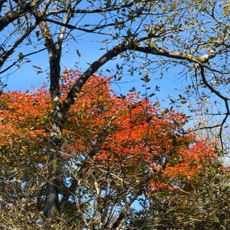 開き🍁