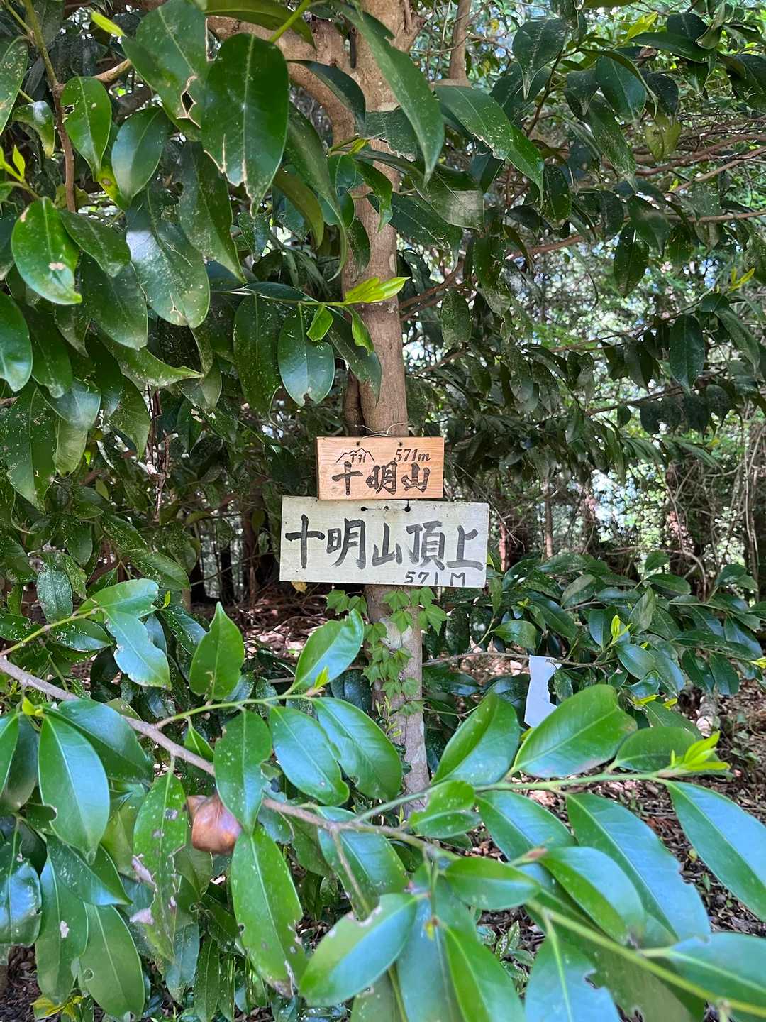 林道を黙々と歩いて頂上。霊山なのか至る所に何かが祀ってありました。