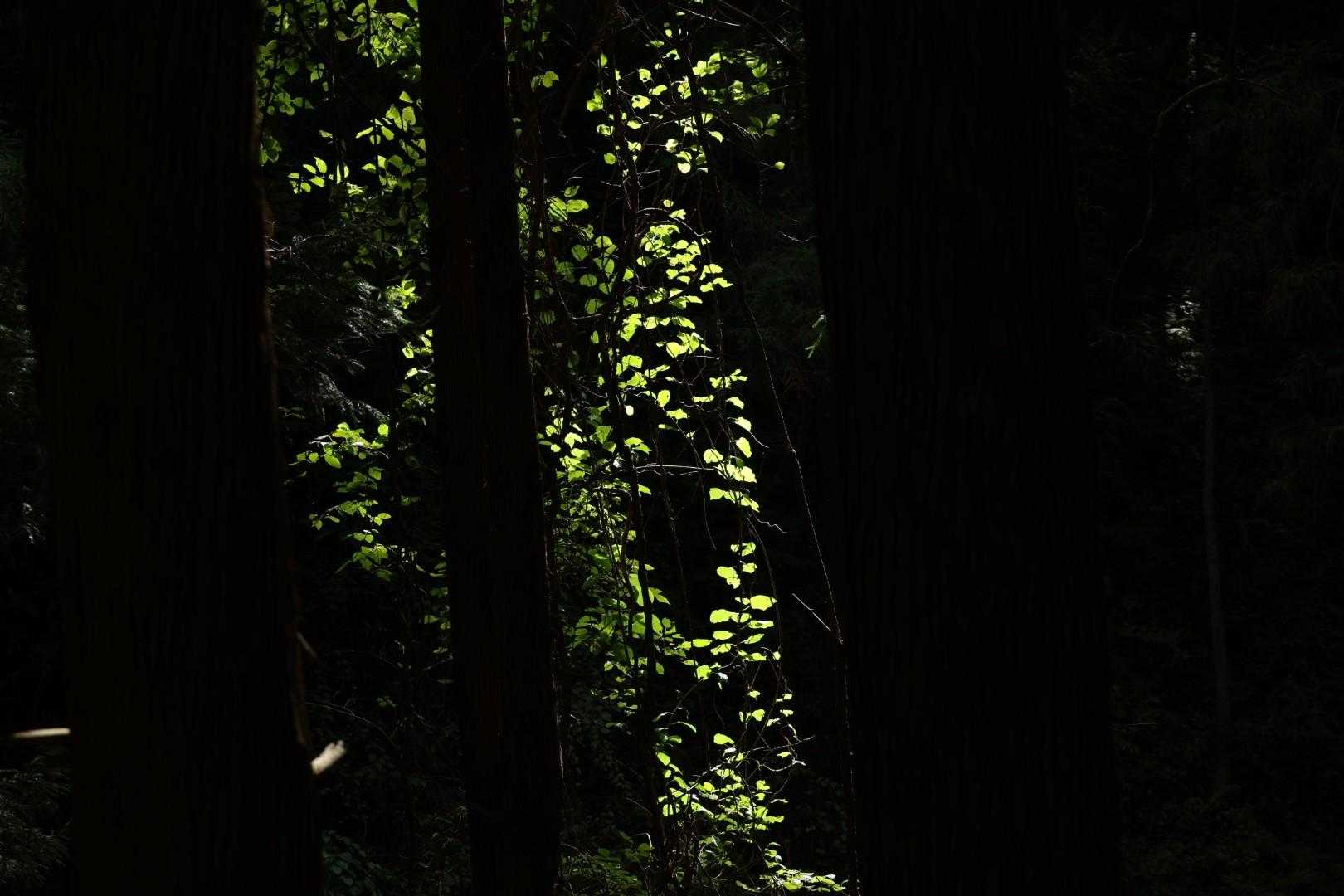 一盃山 往復コースの写真