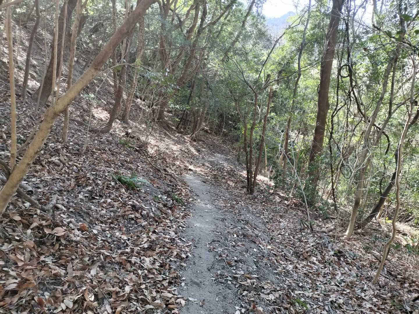 黒戸山からの下り、小石＋砂＋どんぐりで足元さらわれます。
戦国時代にこの山城に攻め入った武士も忍者も今日の私同様、このへんですっ転んだに違いない。