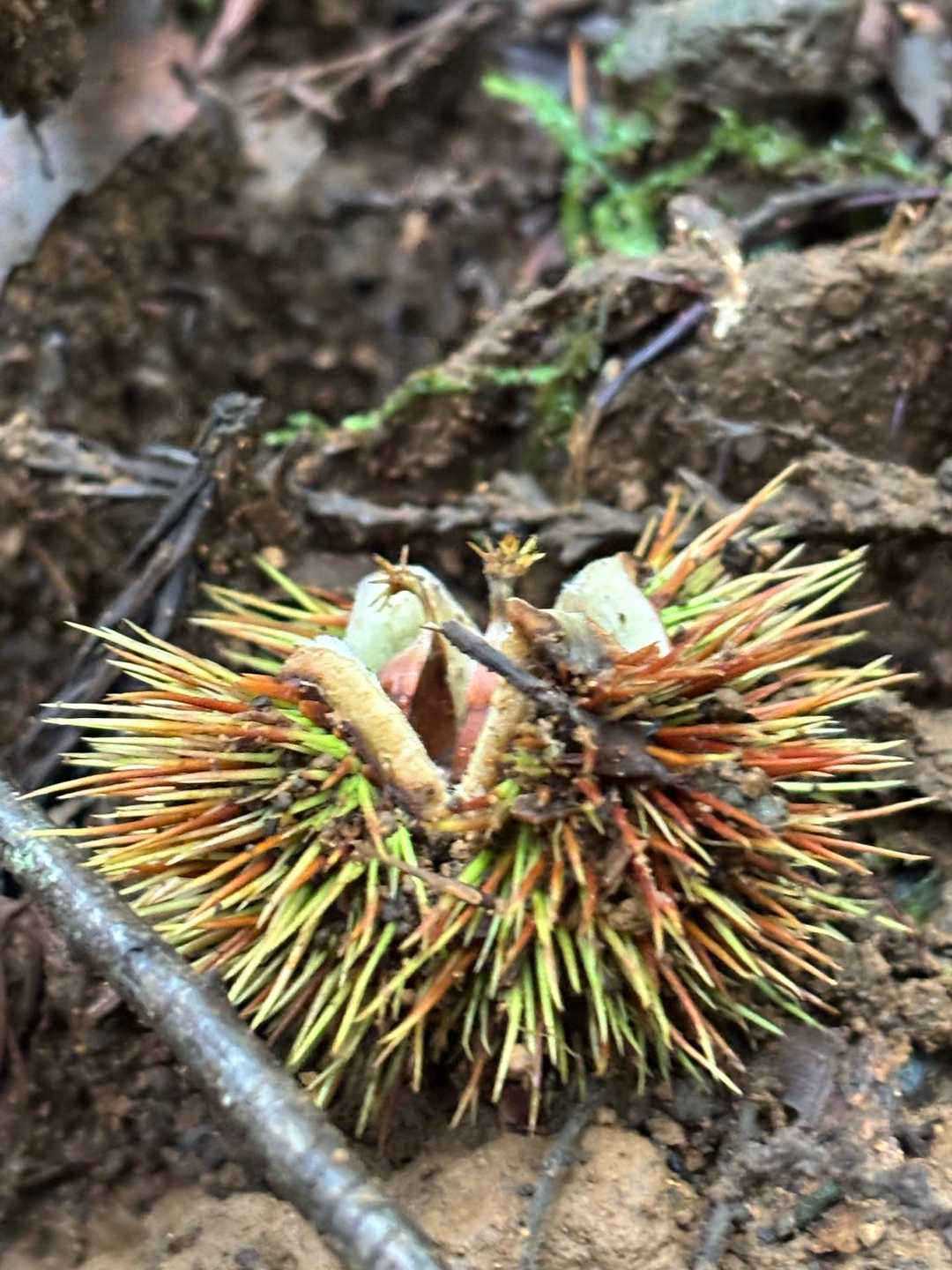 栗もたくさん落ちてました　秋感