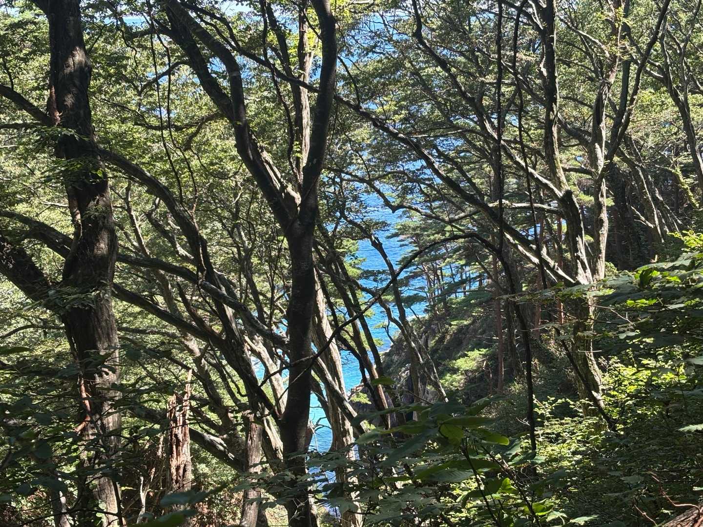姉吉漁港登山口-本州最東端の碑 往復コースの写真
