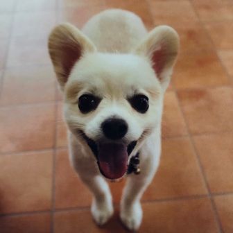 メリ－とミ－コ