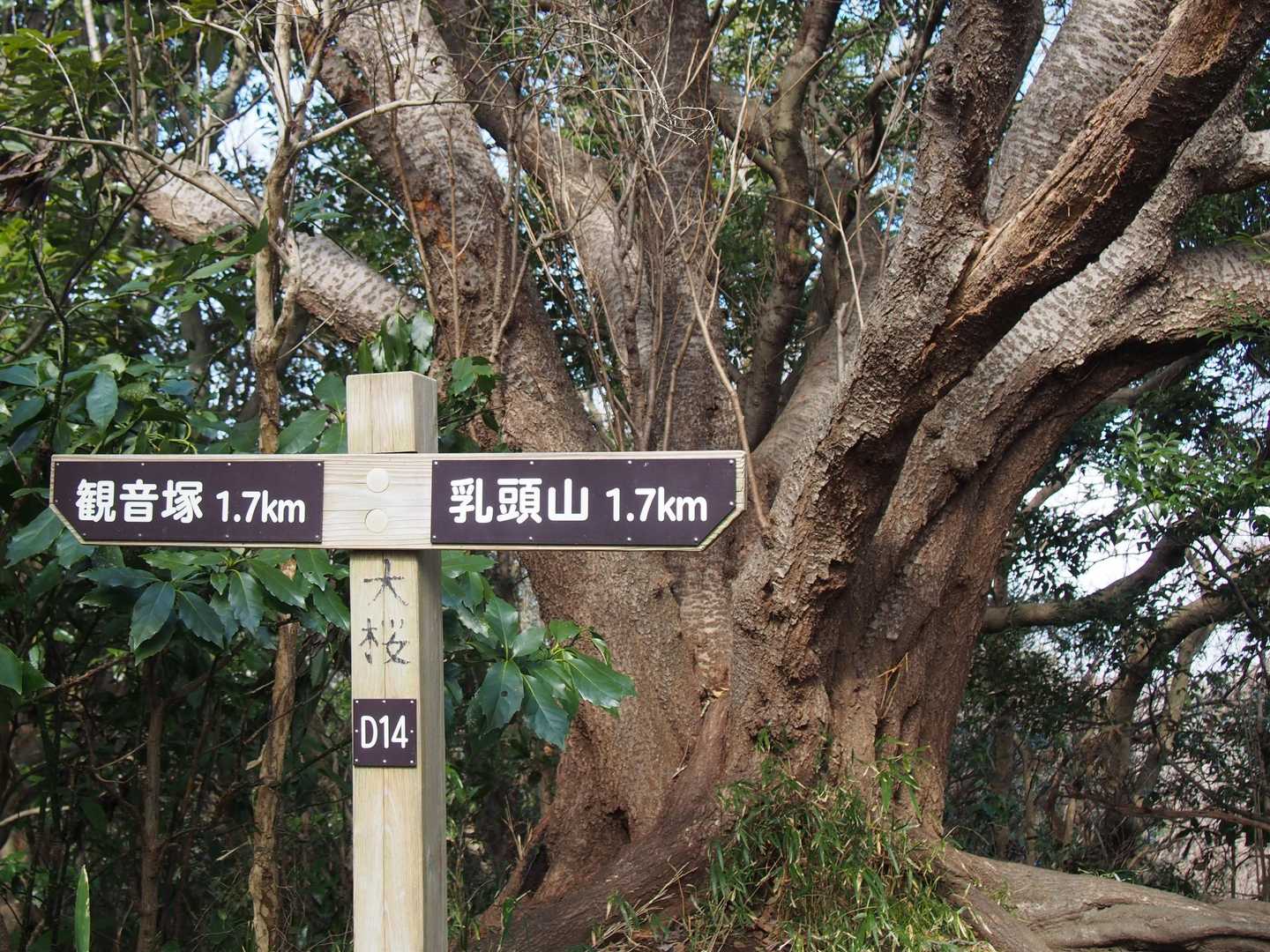 葉山教会登山口-仙元山-観音塚-矢落山-田浦駅 縦走コースの写真