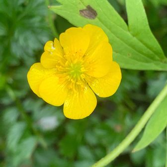 ミヤマキンポウゲ
