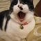 猫捜索隊